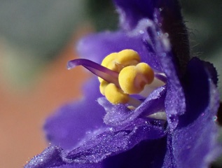 African violet